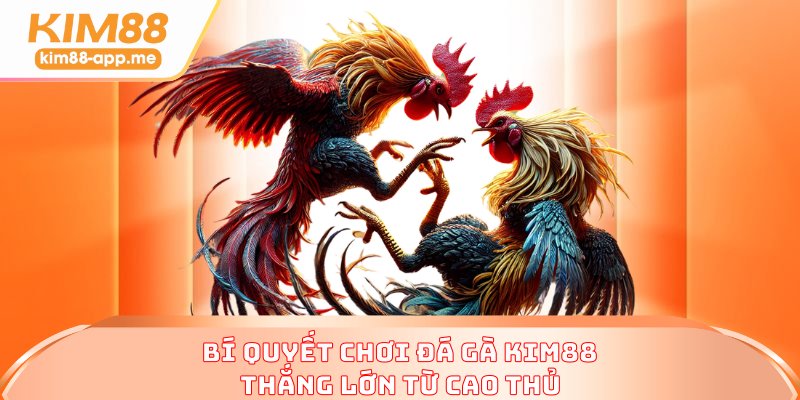 Bí quyết chơi đá gà KIM88 thắng lớn từ cao thủ