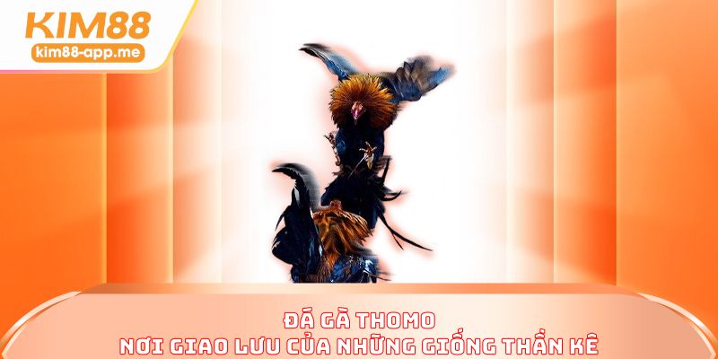 Đá gà thomo