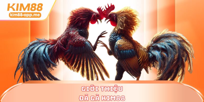 Giới thiệu đá gà KIM88
