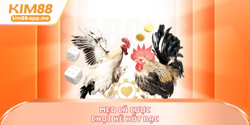 Mẹo cá cược chọi kê hốt bạc 