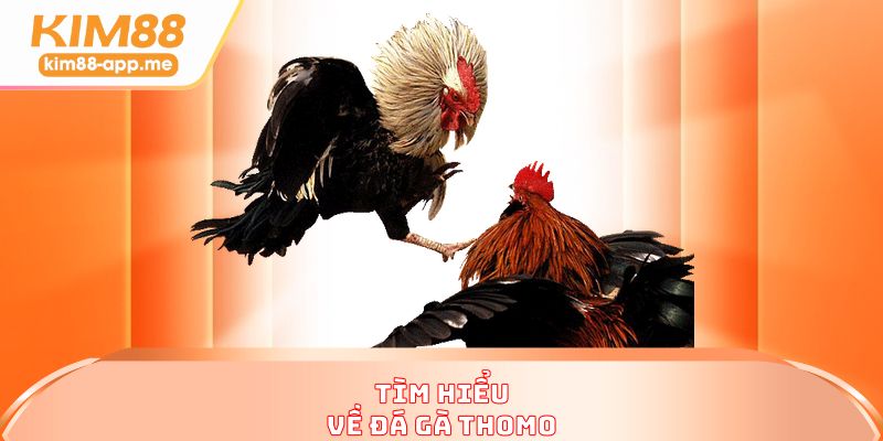 Tìm hiểu về đá gà thomo